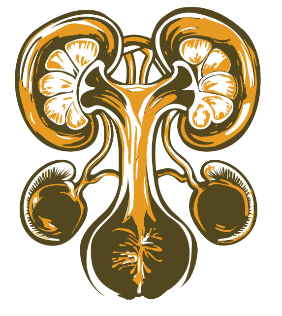 Urology illustration